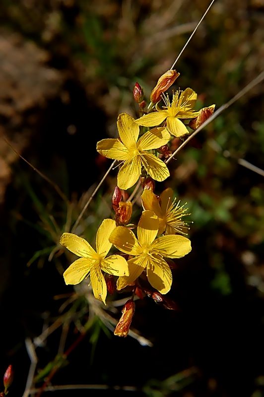 Hypericum australe / erba di S. Giovanni meridionale